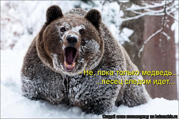 Котоматрица: - Не, пока только медведь... ...песец следом идет...